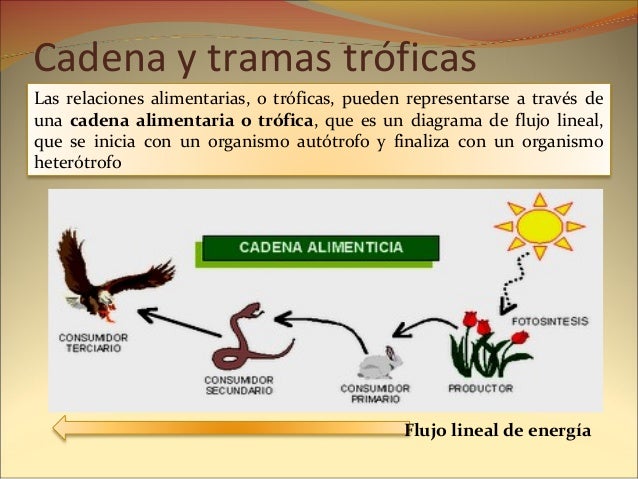 cadenas y redes troficas del paramo cadenas y tramas alimentarias cadenas y redes troficas del paramo cadenas y tramas alimentarias