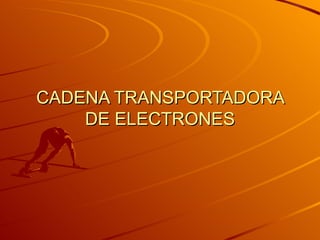 CADENA TRANSPORTADORA DE ELECTRONES 