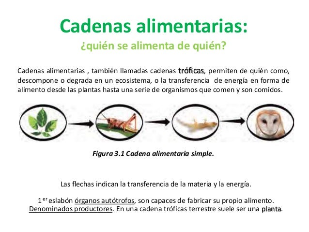 cadenas troficas que son cadena tr 243 ficas cadenas troficas que son cadena tr 243 ficas