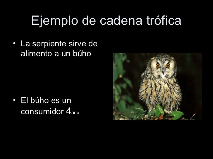 cadena alimenticia serpiente cadena trofica cadena alimenticia serpiente cadena trofica