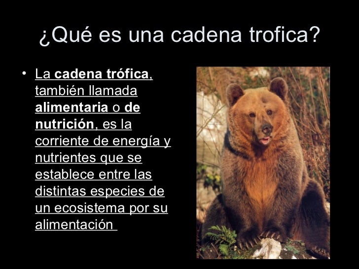cadenas troficas que significa cadena trofica cadenas troficas que significa cadena trofica