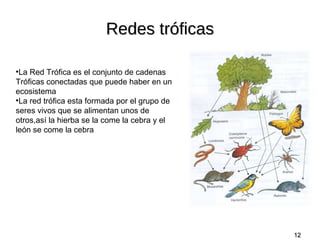 Redes tróficas
La Red Trófica es el conjunto de cadenas
Tróficas conectadas que puede haber en un
ecosistema
●
La red trófica esta formada por el grupo de
seres vivos que se alimentan unos de
otros,así la hierba se la come la cebra y el
león se come la cebra
●

12

 