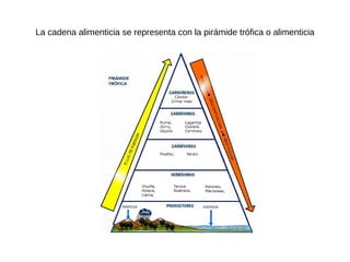 La cadena alimenticia se representa con la pirámide trófica o alimenticia

 