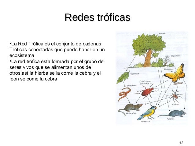 cadenas y redes troficas definicion cadena trofica cadenas y redes troficas definicion cadena trofica