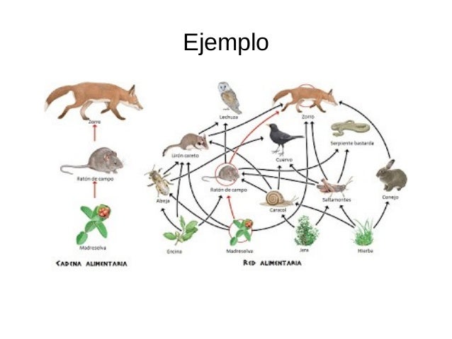 cadenas troficas de animales cadena trofica cadenas troficas de animales cadena trofica
