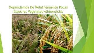 Dependemos De Relativamente Pocas
Especies Vegetales Alimenticias
 