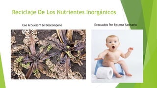 Reciclaje De Los Nutrientes Inorgánicos
Cae Al Suelo Y Se Descompone Evacuados Por Sistema Sanitario
 