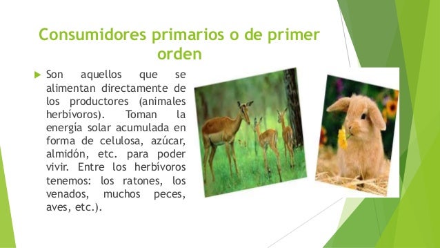 Cadena trofica