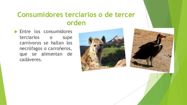 Cadena trofica