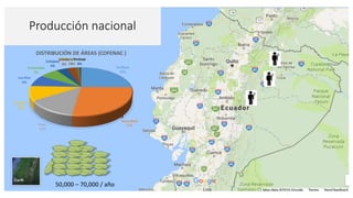 Cadena de café de la Amazonía Ecuatoriana