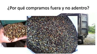 Cadena de café de la Amazonía Ecuatoriana