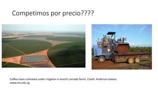 Cadena de café de la Amazonía Ecuatoriana