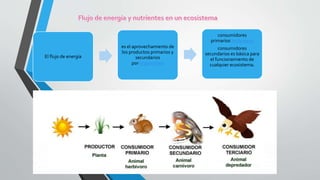 El flujo de energía
es el aprovechamiento de
los productos primarios y
secundarios
por organismos
consumidores
primarios herbívoros
consumidores
secundarios es básica para
el funcionamiento de
cualquier ecosistema.
 