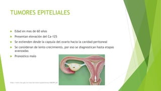 TUMORES EPITELIALES
 Edad en mas de 60 años
 Presentan elevación del Ca-125
 Se extienden desde la capsula del ovario hacia la cavidad peritoneal
 Se consideran de lento crecimiento, por eso se diagnostican hasta etapas
avanzadas
 Pronostico malo
https://www.imss.gob.mx/sites/all/statics/guiasclinicas/468GRR.pdf
 