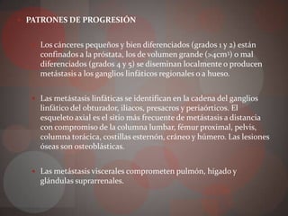  PATRONES DE PROGRESIÓN


   Los cánceres pequeños y bien diferenciados (grados 1 y 2) están
    confinados a la próstata, los de volumen grande (>4cm3) o mal
    diferenciados (grados 4 y 5) se diseminan localmente o producen
    metástasis a los ganglios linfáticos regionales o a hueso.


   Las metástasis linfáticas se identifican en la cadena del ganglios
    linfático del obturador, iliacos, presacros y periaórticos. El
    esqueleto axial es el sitio más frecuente de metástasis a distancia
    con compromiso de la columna lumbar, fémur proximal, pelvis,
    columna torácica, costillas esternón, cráneo y húmero. Las lesiones
    óseas son osteoblásticas.


   Las metástasis viscerales comprometen pulmón, hígado y
    glándulas suprarrenales.
 