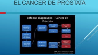 EL CÁNCER DE PRÓSTATA
 