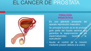 EL CÁNCER DE PRÓSTATA
FISIOLOGÍA
PROSTÁTICA
 Es una glándula accesoria del
aparato reproductor masculino.
 Su principal función es la de producir
gran parte del líquido seminal que
los
la
garantiza la supervivencia de
espermatozoides
eyaculación
durante
 Ayuda al control de la micción
mediante presión directa a la uretra
 