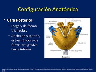 Configuración Anatómica
• Cara Posterior:Cara Posterior:
– Larga y de forma
triangular.
– Ancha en superior,
estrechándose de
forma progresiva
hacia inferior.
Latarjet M. y Ruíz Liard A. Anatomía Humana. Tomo II. Próstata y glándulas Bulbouretales. Editorial Médica Panamericana. Argentina (2004). Pgs 1598-
1605.
 