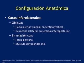 Configuración Anatómica
• Caras Inferolaterales:Caras Inferolaterales:
– Oblicuas
• Hacia inferior y medial en sentido vertical.
• De medial al lateral, en sentido anteroposterior.
– En relación con:
• Fascia pelviana
• Musculo Elevador del ano
Latarjet M. y Ruíz Liard A. Anatomía Humana. Tomo II. Próstata y glándulas Bulbouretales. Editorial Médica Panamericana. Argentina (2004). Pgs 1598-
1605.
 