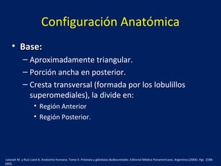 Configuración Anatómica
• Base:Base:
– Aproximadamente triangular.
– Porción ancha en posterior.
– Cresta transversal (formada por los lobulillos
superomediales), la divide en:
• Región Anterior
• Región Posterior.
Latarjet M. y Ruíz Liard A. Anatomía Humana. Tomo II. Próstata y glándulas Bulbouretales. Editorial Médica Panamericana. Argentina (2004). Pgs 1598-
1605.
 