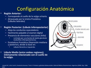 Configuración Anatómica
• Región Anterior:
– Corresponde al cuello de la vejiga urinaria.
– Atravesada por la Uretra Prostática.
(Lóbulos laterales)
• Región Posterior: (Lóbulo Inferoposterior)
– Aloja los conductos eyaculadores
– Fácilmente palpable al examen digital
– Presencia de elementos vasculares (hilio)
• Limitado por una banda de tejido glandular
(Lobulillos inferoposteriores).
– Escotadura Prostática (Depresión mediana
y posterior), divide la base en:
• Lóbulo Derecho e Izquierdo.
• Lóbulo Medio (entre ambas regiones),
íntimamente relacionado con el cuello de
la vejiga.
Latarjet M. y Ruíz Liard A. Anatomía Humana. Tomo II. Próstata y glándulas Bulbouretales. Editorial Médica Panamericana. Argentina (2004). Pgs 1598-
1605.
 