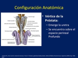 Configuración Anatómica
• Vértice de la
Próstata:
– Emerge la uretra
– Se encuentra sobre el
espacio perineal
Profundo
Latarjet M. y Ruíz Liard A. Anatomía Humana. Tomo II. Próstata y glándulas Bulbouretales. Editorial Médica Panamericana. Argentina (2004). Pgs 1598-
1605.
 