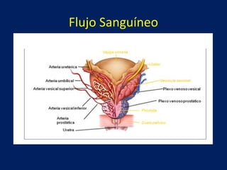 Flujo Sanguíneo
 