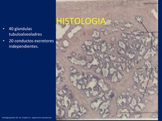 • 40 glandulas
tubuloalveoladres
• 20 conductos excretores
independientes.
HISTOLOGIA
histologia geneser 3th. ed.; Chapter 22 - organos de la reproduccion
 