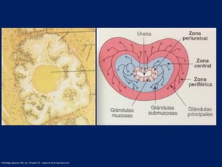 histologia geneser 3th. ed.; Chapter 22 - organos de la reproduccion
 