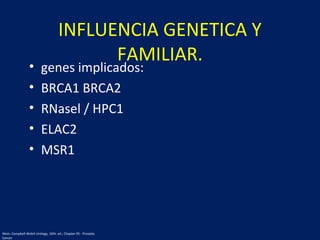 • genes implicados:
• BRCA1 BRCA2
• RNasel / HPC1
• ELAC2
• MSR1
INFLUENCIA GENETICA Y
FAMILIAR.
Wein: Campbell-Walsh Urology, 10th. ed.; Chapter 95 - Prostate
Cancer
 