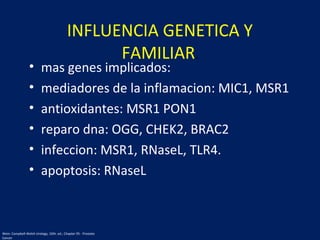 • mas genes implicados:
• mediadores de la inflamacion: MIC1, MSR1
• antioxidantes: MSR1 PON1
• reparo dna: OGG, CHEK2, BRAC2
• infeccion: MSR1, RNaseL, TLR4.
• apoptosis: RNaseL
INFLUENCIA GENETICA Y
FAMILIAR.
Wein: Campbell-Walsh Urology, 10th. ed.; Chapter 95 - Prostate
Cancer
 