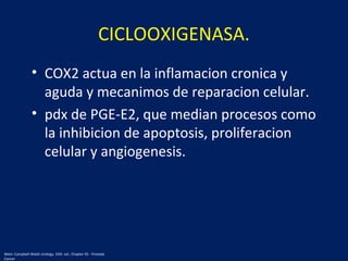 CICLOOXIGENASA.
• COX2 actua en la inflamacion cronica y
aguda y mecanimos de reparacion celular.
• pdx de PGE-E2, que median procesos como
la inhibicion de apoptosis, proliferacion
celular y angiogenesis.
Wein: Campbell-Walsh Urology, 10th. ed.; Chapter 95 - Prostate
Cancer
 