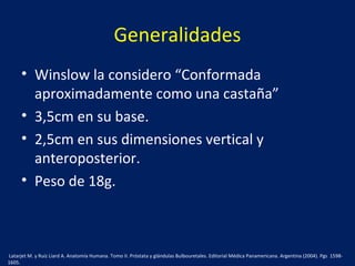 Generalidades
• Winslow la considero “Conformada
aproximadamente como una castaña”
• 3,5cm en su base.
• 2,5cm en sus dimensiones vertical y
anteroposterior.
• Peso de 18g.
Latarjet M. y Ruíz Liard A. Anatomía Humana. Tomo II. Próstata y glándulas Bulbouretales. Editorial Médica Panamericana. Argentina (2004). Pgs 1598-
1605.
 