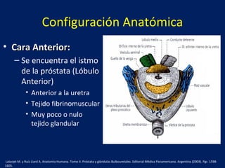 Configuración Anatómica
• Cara Anterior:Cara Anterior:
– Se encuentra el istmo
de la próstata (Lóbulo
Anterior)
• Anterior a la uretra
• Tejido fibrinomuscular
• Muy poco o nulo
tejido glandular
Latarjet M. y Ruíz Liard A. Anatomía Humana. Tomo II. Próstata y glándulas Bulbouretales. Editorial Médica Panamericana. Argentina (2004). Pgs 1598-
1605.
 