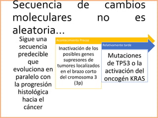 Secuencia de cambios
moleculares no es
aleatoria…
Sigue una
secuencia
predecible
que
evoluciona en
paralelo con
la progresión
histológica
hacia el
cáncer
Acontecimiento Precoz
Inactivación de los
posibles genes
supresores de
tumores localizados
en el brazo corto
del cromosoma 3
(3p)
Relativamente tarde
Mutaciones
de TP53 o la
activación del
oncogén KRAS
 