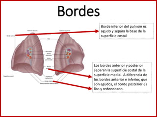 Bordes
Borde inferior del pulmón es
agudo y separa la base de la
superficie costal
Los bordes anterior y posterior
separan la superficie costal de la
superficie medial. A diferencia de
los bordes anterior e inferior, que
son agudos, el borde posterior es
liso y redondeado.
 