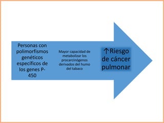 ↑Riesgo
de cáncer
pulmonar
Mayor capacidad de
metabolizar los
procarcinógenos
derivados del humo
del tabaco
Personas con
polimorfismos
genéticos
específicos de
los genes P-
450
 