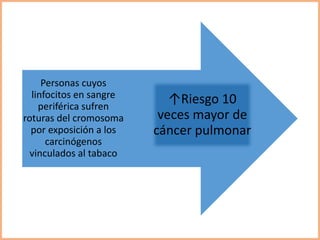 ↑Riesgo 10
veces mayor de
cáncer pulmonar
Personas cuyos
linfocitos en sangre
periférica sufren
roturas del cromosoma
por exposición a los
carcinógenos
vinculados al tabaco
 