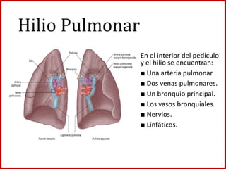 Hilio Pulmonar
En el interior del pedículo
y el hilio se encuentran:
■ Una arteria pulmonar.
■ Dos venas pulmonares.
■ Un bronquio principal.
■ Los vasos bronquiales.
■ Nervios.
■ Linfáticos.
 