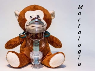 M
o
r
f
o
l
o
g
í
a
 