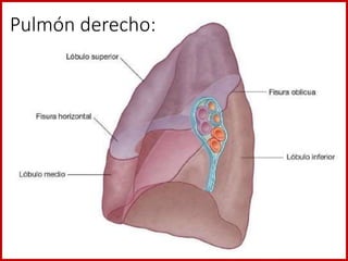 Pulmón derecho:
 