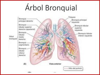 Árbol Bronquial
 