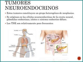  Estos tumores constituyen un grupo heterogéneo de neoplasias.
 Se originan en las células neuroendocrinas de la cresta neural,
glándulas endocrinas, islotes o sistema endocrino difuso.
 Los TNE son relativamente poco frecuentes
 