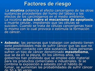 Factores de riesgo La  nicotina  potencia el efecto cancerígeno de las otras sustancias procedentes del humo del tabaco y los efectos de los carcinógenos en el medio ambiente. La nicotina  actúa sobre el mecanismo de apoptosis , o muerte celular, impidiendo que las células se suiciden. Cuando se trata de células cancerígenas hace lo mismo con lo cual provoca o estimula la formación de cáncer. Asbesto : las personas que trabajan con asbesto tienen siete posibilidades más de sufrir cáncer que las que no mantienen contacto con esta sustancia. Estas personas sufren un tipo de cáncer denominado  mesotelioma , que se da en la pleura. En los últimos años, los gobiernos han prohibido que se emplee este material para los productos comerciales e industriales. Si se combina la exposición a asbesto con el hábito de fumar, se aumentan las probabilidades de sufrir cáncer de 50 a 90 veces. 