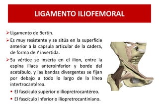 LIGAMENTO ILIOFEMORAL
Ligamento de Bertín.
Es muy resistente y se sitúa en la superficie
anterior a la capsula articular de la cadera,
de forma de Y invertida.
Su vértice se inserta en el ilion, entre la
espina iliaca anteroinferior y borde del
acetábulo, y las bandas divergentes se fijan
por debajo a todo lo largo de la línea
intertrocantérea.
 El fascículo superior o iliopretrocantéreo.
 El fascículo inferior o iliopretrocantiniano.
 