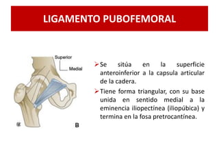 LIGAMENTO PUBOFEMORAL
Se sitúa en la superficie
anteroinferior a la capsula articular
de la cadera.
Tiene forma triangular, con su base
unida en sentido medial a la
eminencia iliopectínea (iliopúbica) y
termina en la fosa pretrocantínea.
 