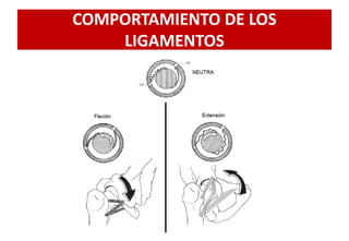 COMPORTAMIENTO DE LOS
LIGAMENTOS
 