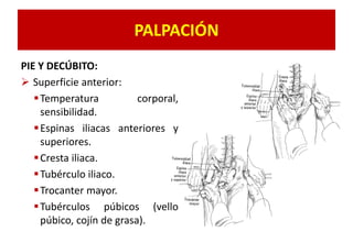 PALPACIÓN
PIE Y DECÚBITO:
 Superficie anterior:
Temperatura corporal,
sensibilidad.
Espinas iliacas anteriores y
superiores.
Cresta iliaca.
Tubérculo iliaco.
Trocanter mayor.
Tubérculos púbicos (vello
púbico, cojín de grasa).
 