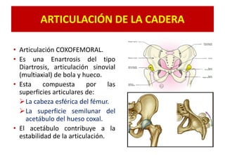 ARTICULACIÓN DE LA CADERA
• Articulación COXOFEMORAL.
• Es una Enartrosis del tipo
Diartrosis, articulación sinovial
(multiaxial) de bola y hueco.
• Esta compuesta por las
superficies articulares de:
La cabeza esférica del fémur.
La superficie semilunar del
acetábulo del hueso coxal.
• El acetábulo contribuye a la
estabilidad de la articulación.
 