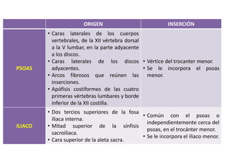 ORIGEN INSERCIÓN
PSOAS
• Caras laterales de los cuerpos
vertebrales, de la XII vértebra dorsal
a la V lumbar, en la parte adyacente
a los discos.
• Caras laterales de los discos
adyacentes.
• Arcos fibrosos que reúnen las
inserciones.
• Apófisis costiformes de las cuatro
primeras vértebras lumbares y borde
inferior de la XII costilla.
• Vértice del trocanter menor.
• Se le incorpora el psoas
menor.
ILIACO
• Dos tercios superiores de la fosa
iliaca interna.
• Mitad superior de la sínfisis
sacroiliaca.
• Cara superior de la aleta sacra.
• Común con el psoas o
independientemente cerca del
psoas, en el trocánter menor.
• Se le incorpora el iliaco menor.
 
